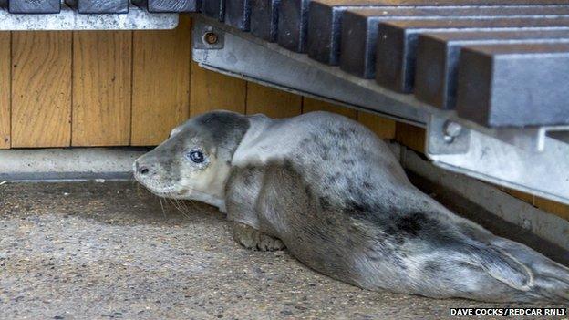 Stranded seal