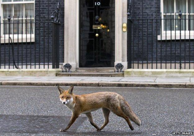 Fox saunters down Downing Street