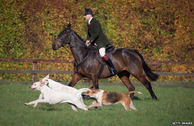 A huntsman from the Duke of Beaufort's Hunt leads the hounds at the opening meet of the season at Worcester Lodge on November 1, 2014 near Badminton in Gloucestershire