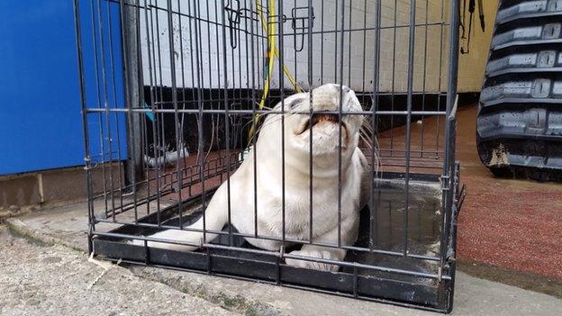 Seal in a cage