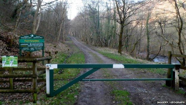 Foel Fynyddau Forest