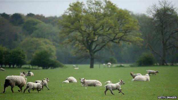 Sheep and lambs in a field