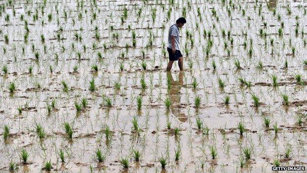 Man inspecting water-logged GM crops