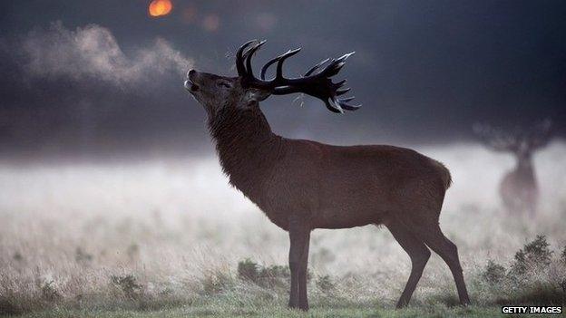 red deer