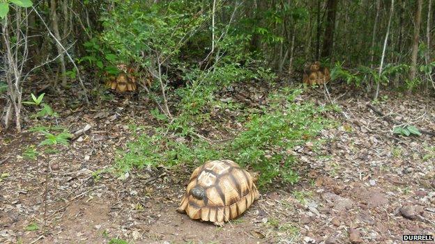 Ploughshare tortoises