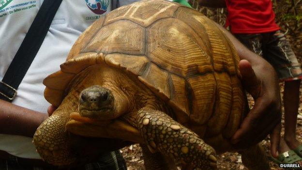 Ploughshare tortoise