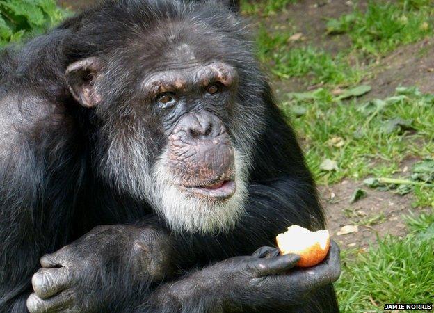 One of the Edinburgh chimpanzees