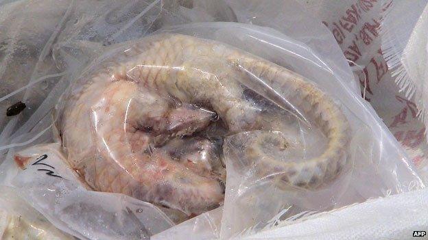 dead pangolin in a bag