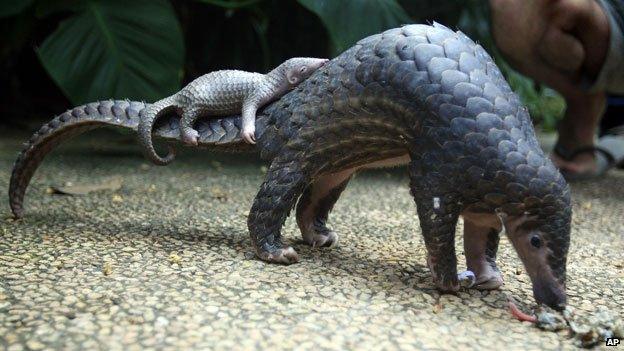 Pangolin carrying baby pangolin