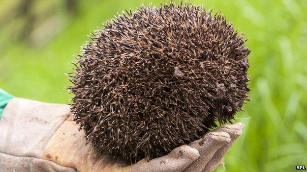 Hedgehog curled up
