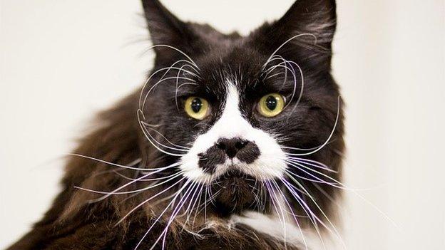 Raffles, a Maine Coon, attends the Governing Council of the Cat Fancy's 'Supreme Championship Cat Show' at the NEC Arena on November 22, 2014