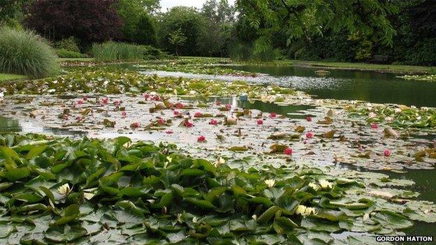 Lilies at Burnby Hall Gardens