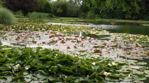 Lilies at Burnby Hall Gardens