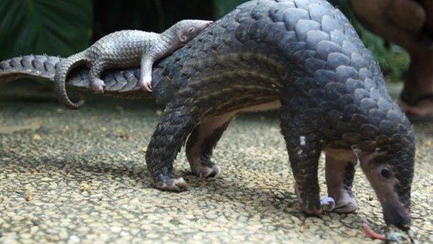 Pangolin carrying baby pangolin