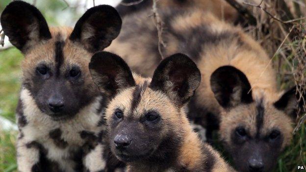 African wild dog puppies