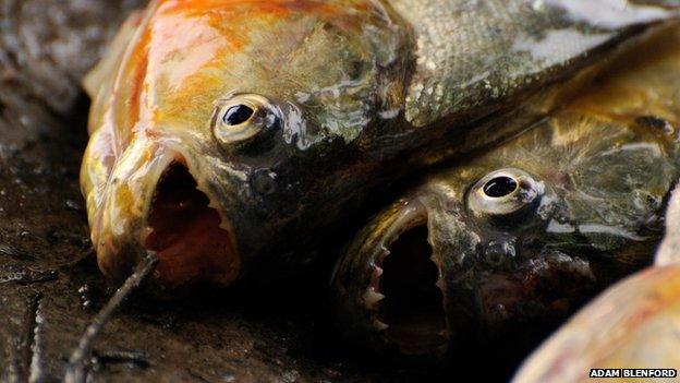 Piranhas have razor-sharp teeth, although attacks on humans are extremely rare (file pic)