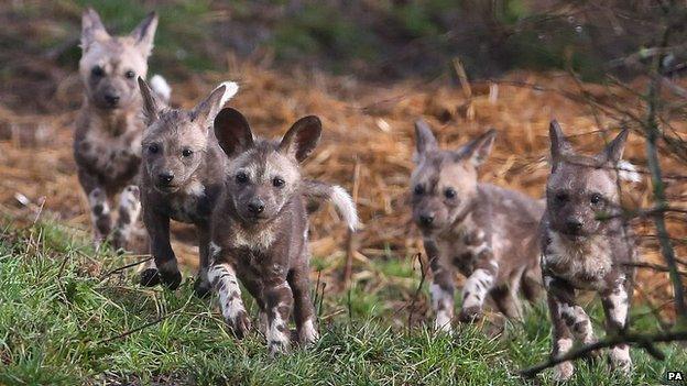 African wild dog puppies at Port Lympne