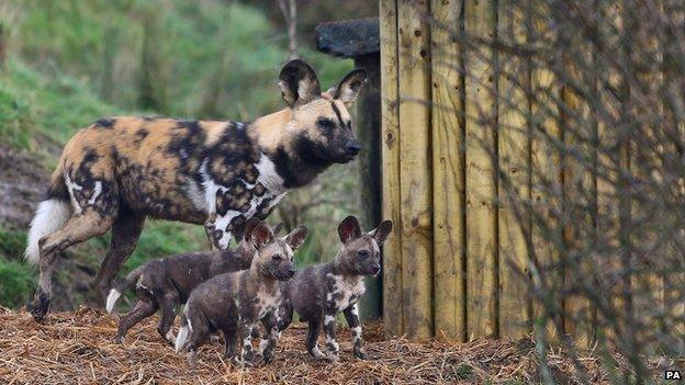 African wild dog puppies at Port Lympne