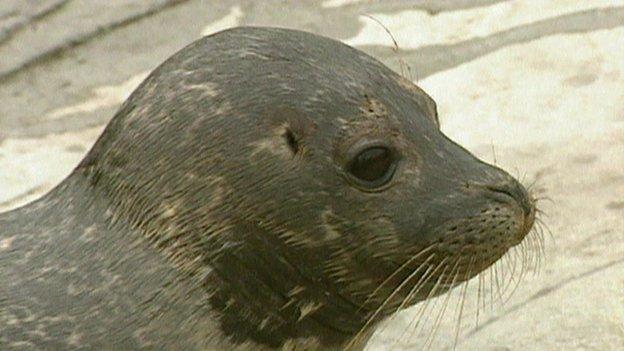 Grey seal