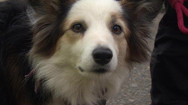 Hazel the collie dog