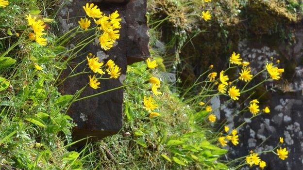 Attenborough's Hawkweed