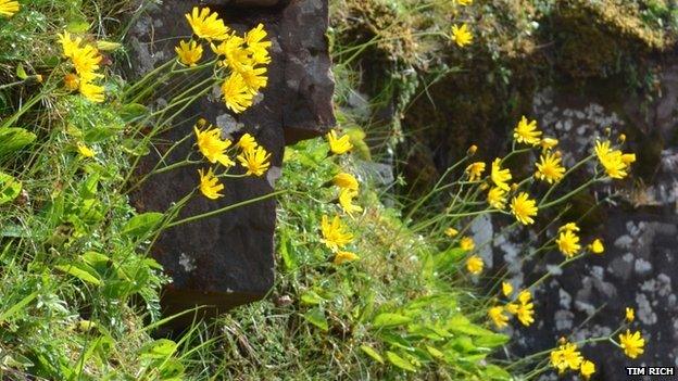 Attenborough's Hawkweed