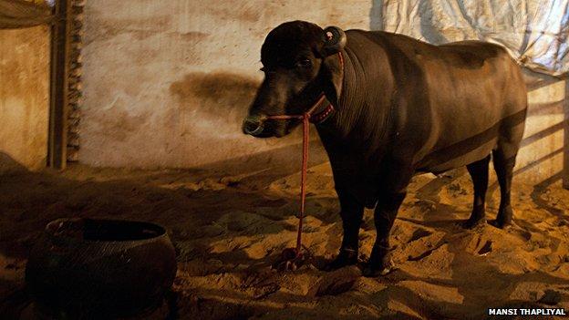 Bull in a shed