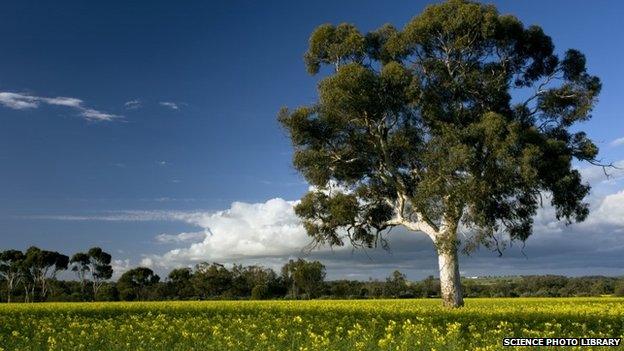 Field of Rape or Canola (Brassica napus) in flower and Eucalyptus tree, near York, western Australia (2010)