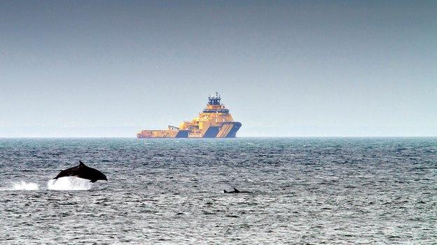 Dolphins off Aberdeen