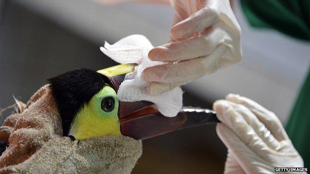Veterinarian Carmen Soto examines a toucan which lost part of its beak on 4 February 2015