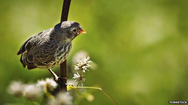 Darwin's finch