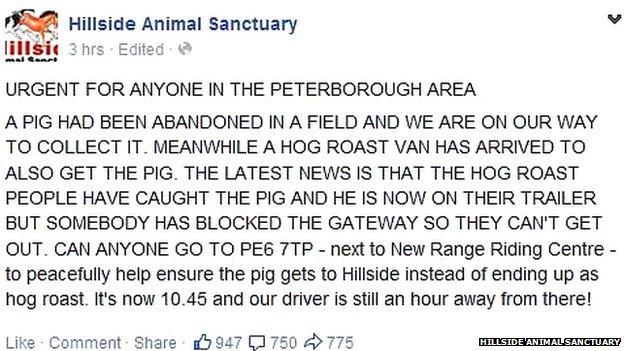 Hillside Animal Sanctuary Facebook post