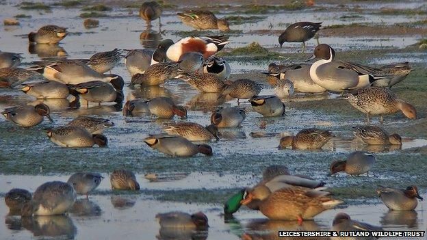 Waterfowl at Rutland Water