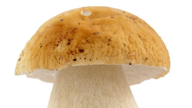 Boletus mushroom