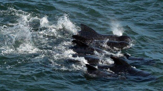 File photo of pilot whales in Scotland