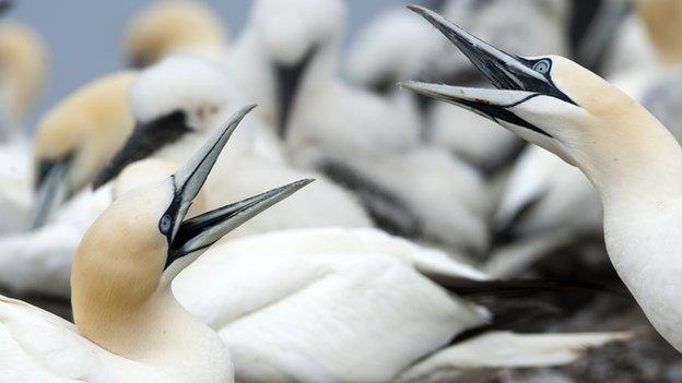 Gannets