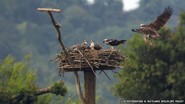 Nesting ospreys