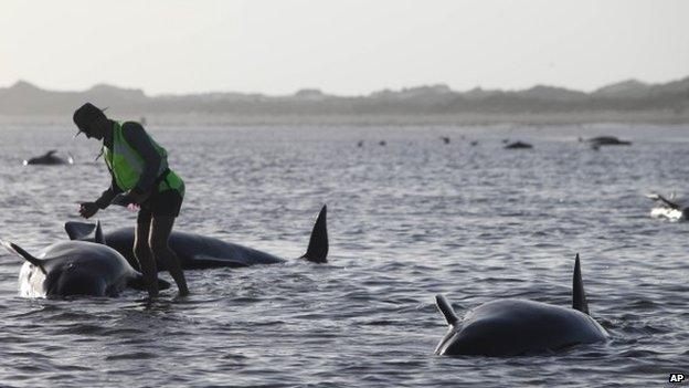 A Department of Conservation worker tends to a whale stranded on Farewell Spit, a famous spot for whale beachings, in Golden Bay on New Zealand's South Island, Friday Feb. 13, 2015