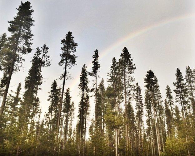 rainbow over a forest in Oregon