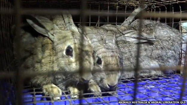 Rabbits kept in a cage at an Australian greyhound track