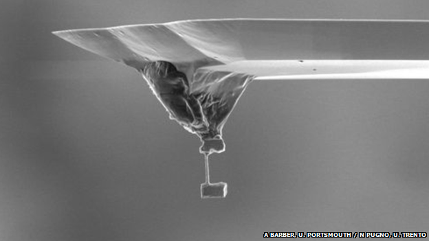 thinned piece of limpet tooth