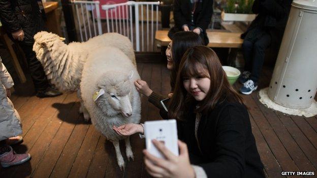 Women at a cafe with live sheep in Seoul, South Korea (17 Feb 2015)