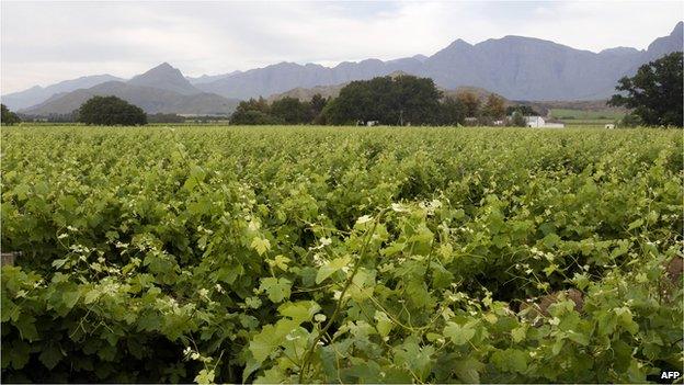 File image, farm in the Western Cape province, 2012