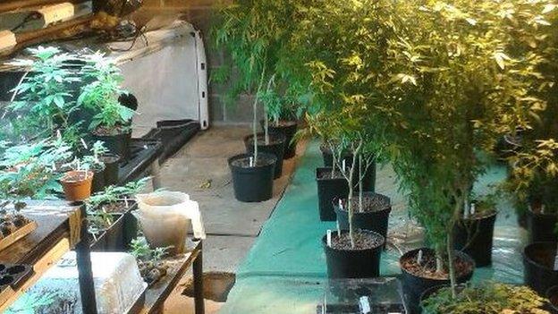 Cannabis plants found in Mill Lane, Little Budworth