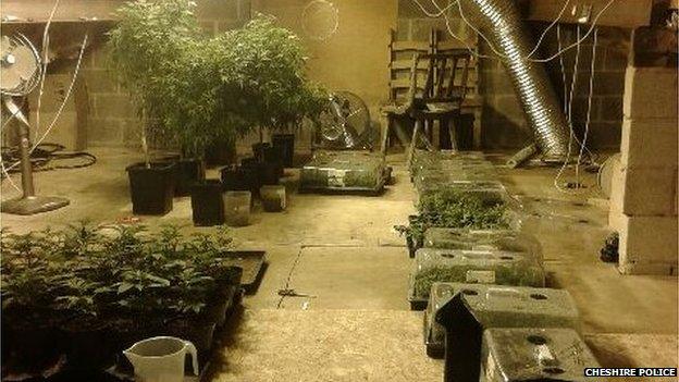 Cannabis plants found in Mill Lane, Little Budworth