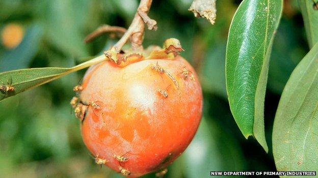 Fruit flies on a piece of fruit