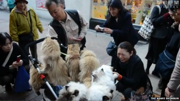 People greeting the cats