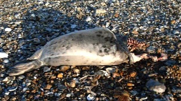 Seal carcass found in Norfolk