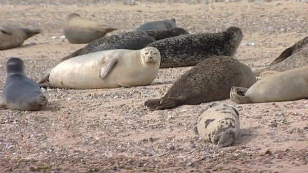 Seals in Norfolk