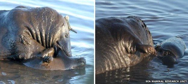 Bull seal attacking a pup